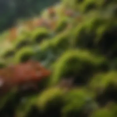 Close-up of vibrant moss varieties