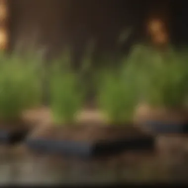 Diverse grass seed varieties displayed on a table