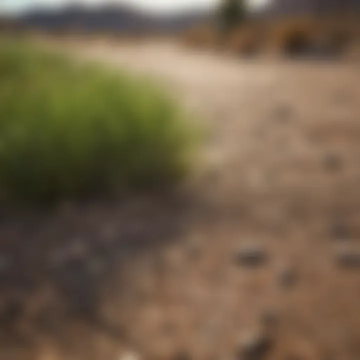 Drought-resistant grass in a dry landscape
