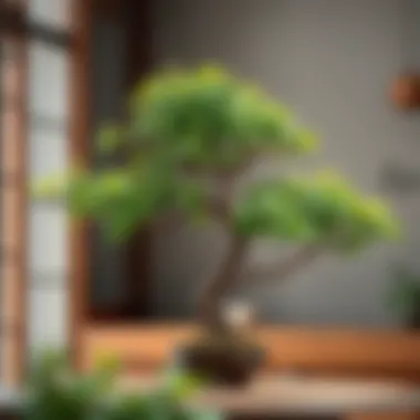 An elegant Chinese Elm bonsai with lush green foliage