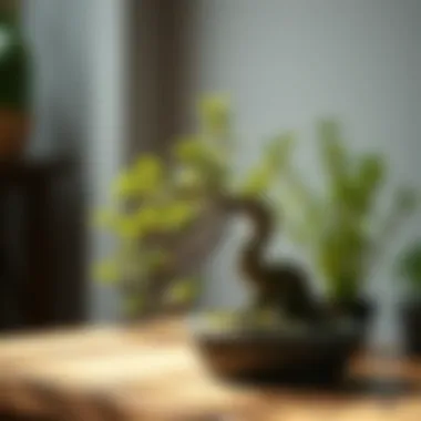 A stunning Sageretia bonsai highlighting its unique structure