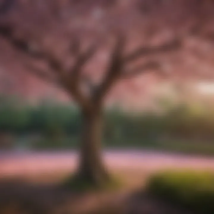 Lush Cherry Blossom Tree in Full Bloom