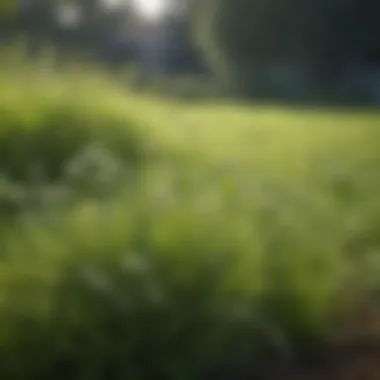 Close-up of weeds in a lawn