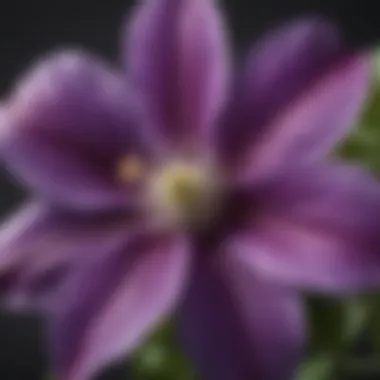 A vibrant clematis flower in full bloom showcasing its intricate petals