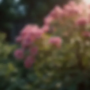 Close-up of a blooming shrub under direct sunlight