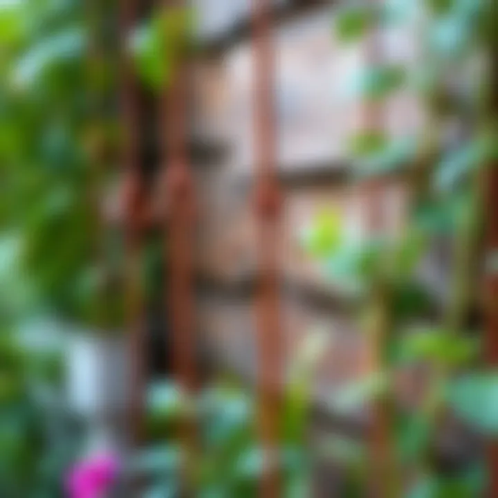 Close-up of flexible garden stakes supporting climbing plants