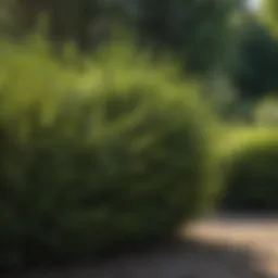 Lush evergreen bushes thriving in a vibrant garden setting