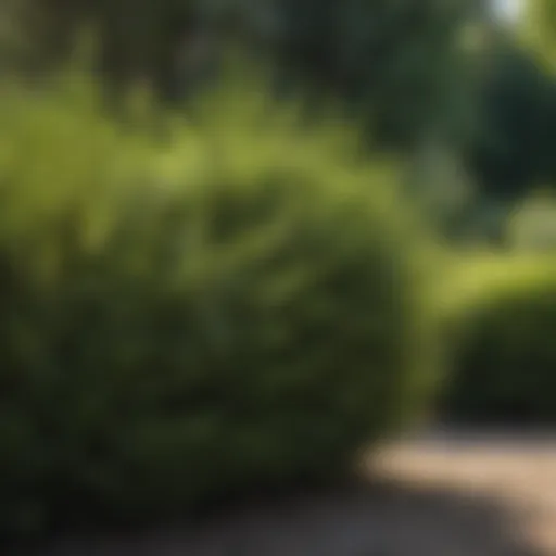Lush evergreen bushes thriving in a vibrant garden setting
