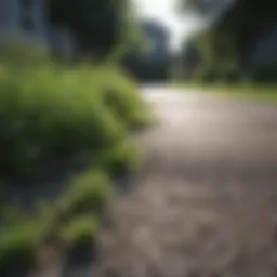 Lush green driveway with visible weeds