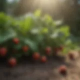 Healthy strawberry plants thriving in a garden.