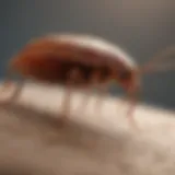 Detailed illustration of bed bug anatomy