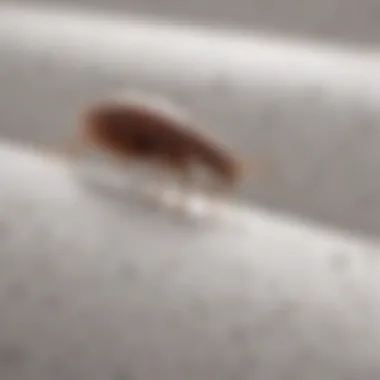 Identifying Infestation Indicators Signs of bed bug infestation on a mattress