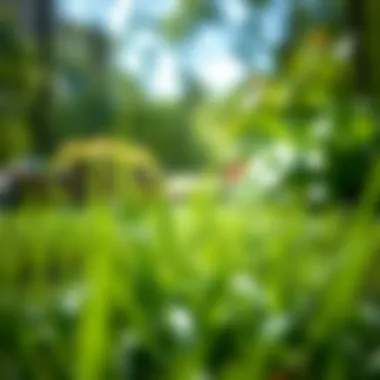 Vibrant Growth of New Grass Seed Newly sown grass seed in a lush garden