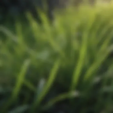 Close-up of cool-season grass blades thriving in spring.