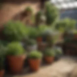 A vibrant patio herb garden filled with assorted herbs in colorful pots.