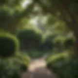 Lush green trees forming a natural barrier in a residential garden