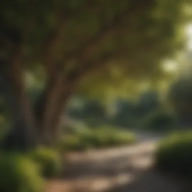 A variety of tree species selected for optimal privacy and aesthetics