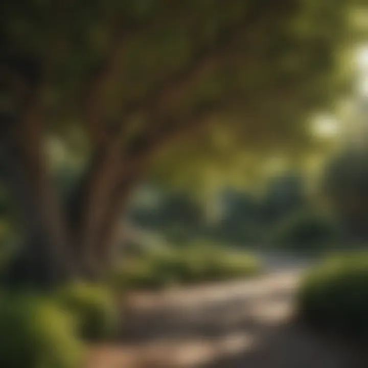 A variety of tree species selected for optimal privacy and aesthetics