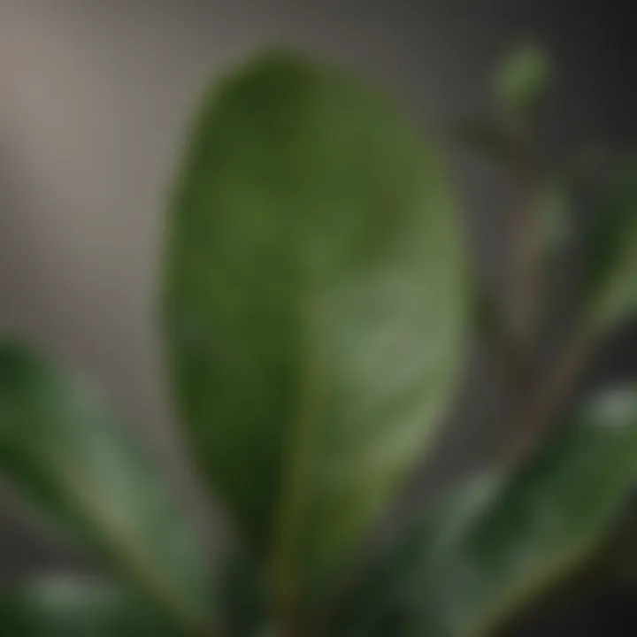 Close-up of healthy avocado leaves highlighting good care