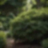A lush garden featuring various deep shade shrubs