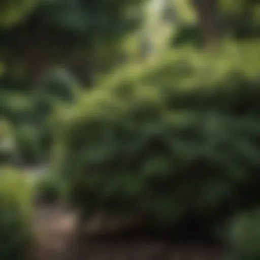 A lush garden featuring various deep shade shrubs