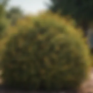 Close-up of a resilient shrub demonstrating drought resistance