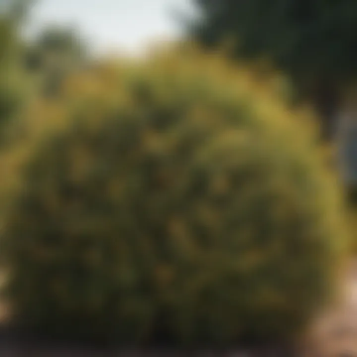 Close-up of a resilient shrub demonstrating drought resistance