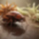 Natural ingredients for pest control