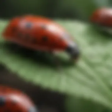 Close-up of ladybugs on a leaf