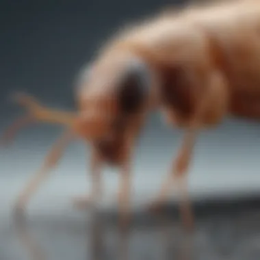 Close-up view of a flea on a pet's fur