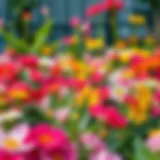 Healthy Flower Bed Free of Weeds A vibrant flower bed showcasing healthy blooms with minimal weed presence.