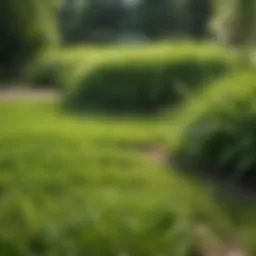Vibrant green lawn with minimal weeds