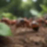 Close-up view of various ant species in a yard