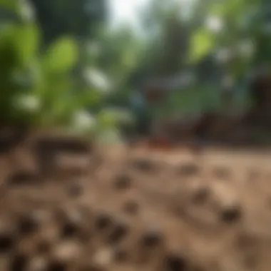 Preventive Strategies for a Pest-Free Yard Visual guide to preventive measures against yard ants