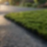 Lush green moss covering a driveway