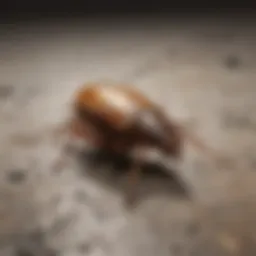 Close-up of a roach on a surface