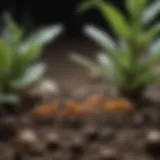 Close-up view of fungus gnats on plant soil