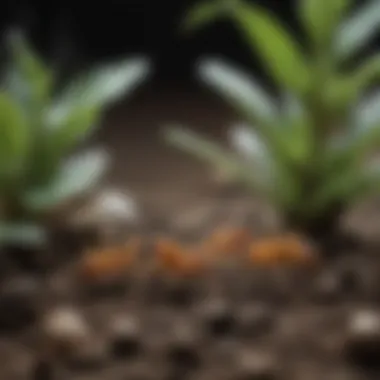 Identifying Fungus Gnats in Your Indoor Garden Close-up view of fungus gnats on plant soil