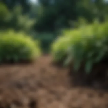 The Power of Mulching for Weed Control A well-mulched garden bed preventing weed growth