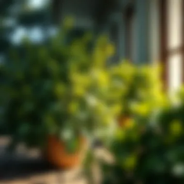 Optimal growing conditions for small shrubs in shaded environments