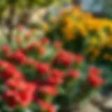 Vibrant small shrubs flourishing in partial shade