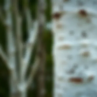 A close-up of Quaking Aspen bark showcasing its white texture
