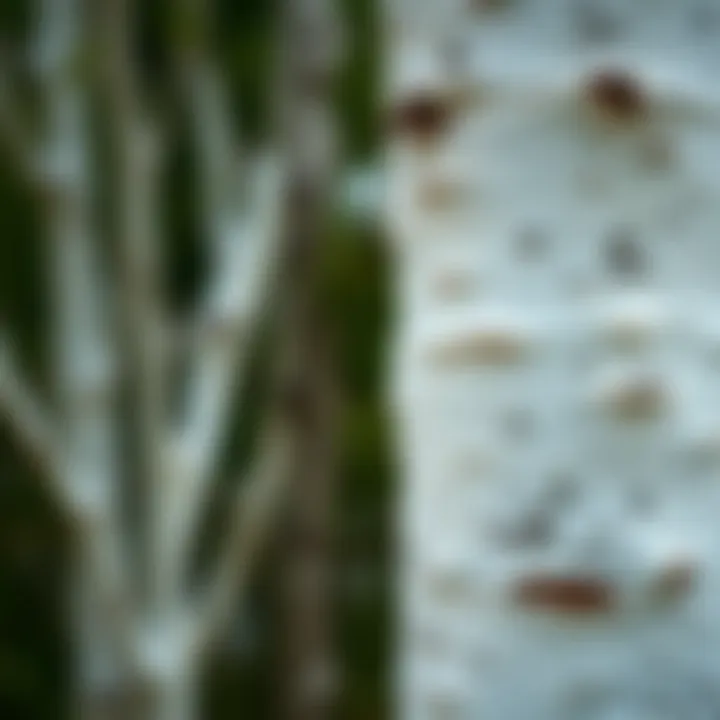 A close-up of Quaking Aspen bark showcasing its white texture