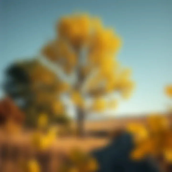 Quaking Aspen tree standing tall in a serene landscape