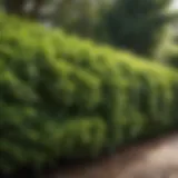 Vibrant green shrubbery providing privacy in a garden