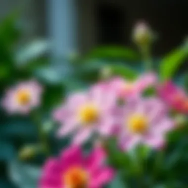 Close-up of blooming flowers from quick-growing species