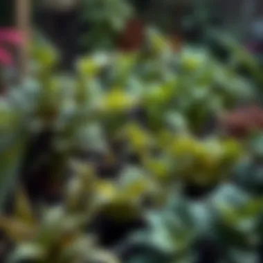 Lush garden filled with a variety of rapidly maturing plants