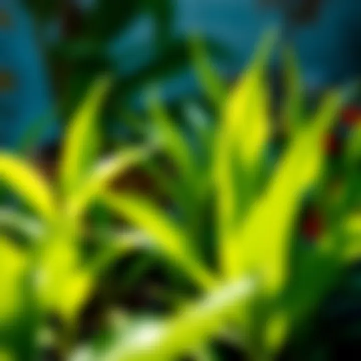 Vibrant green leaves of fast-growing plants in a garden setting