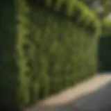 Lush green hedge providing privacy