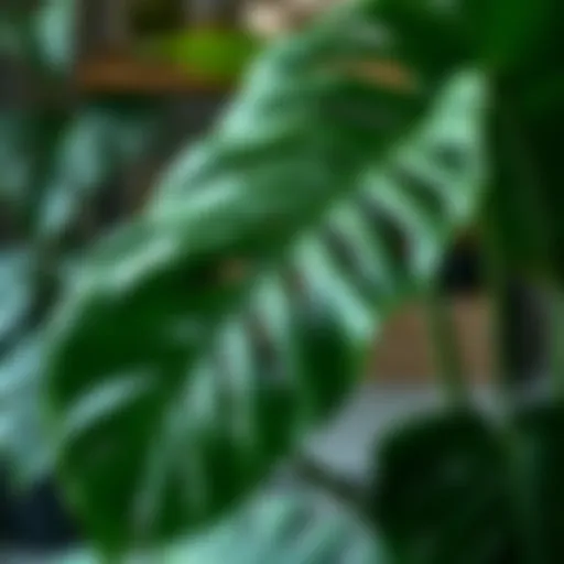 A lush monstera plant showcasing its iconic split leaves